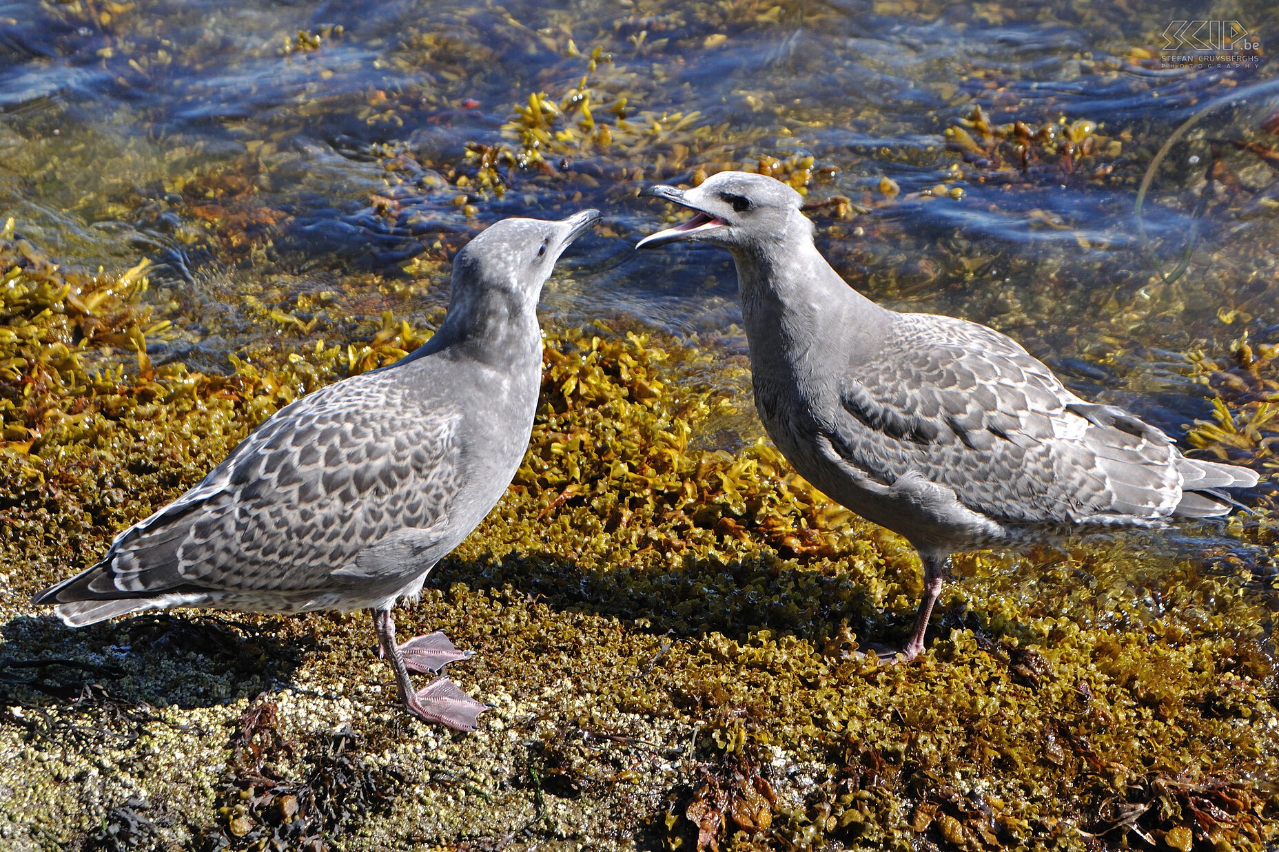 Nanaimo - Sea gulls  Stefan Cruysberghs